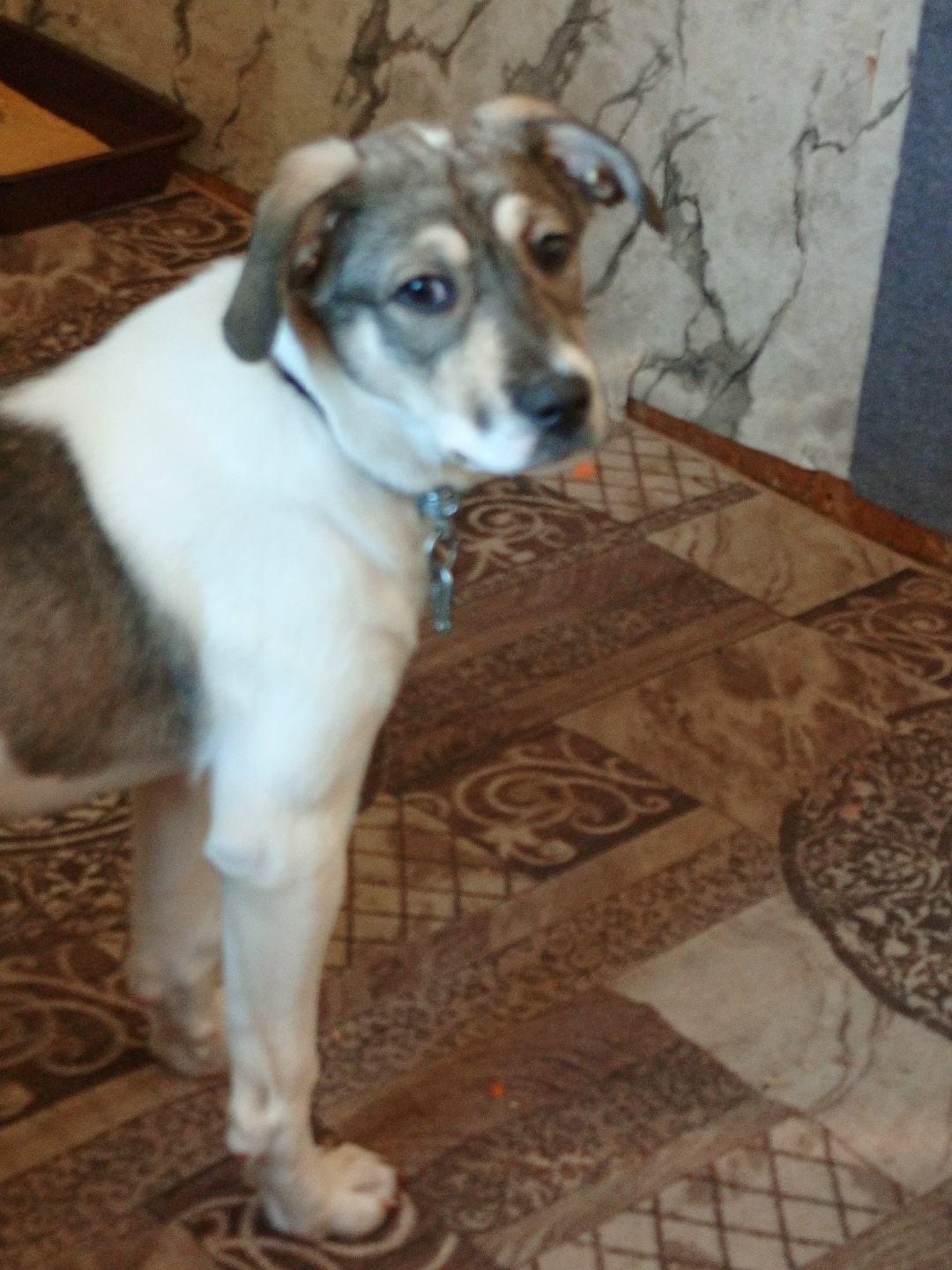 Пропала собака в Омске — фото объявления