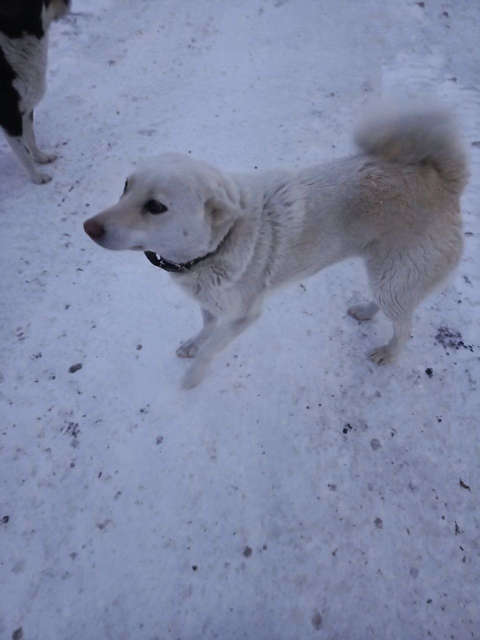 Найдена собака в Омске — фото объявления