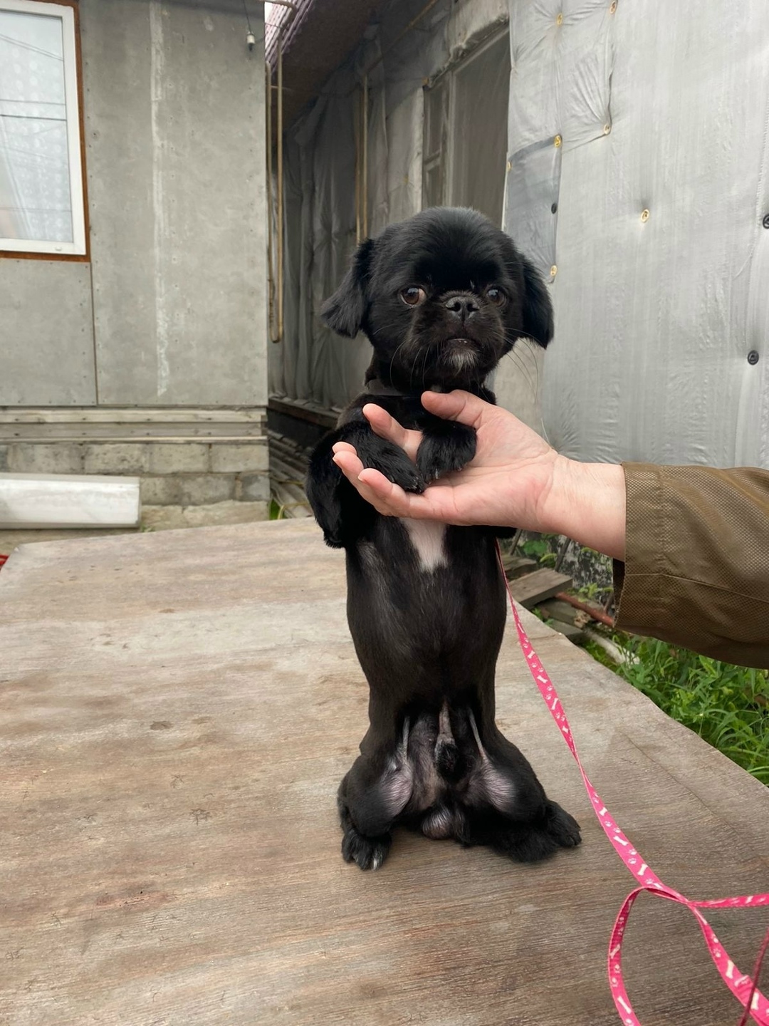 Найдена собака в Омске — фото объявления