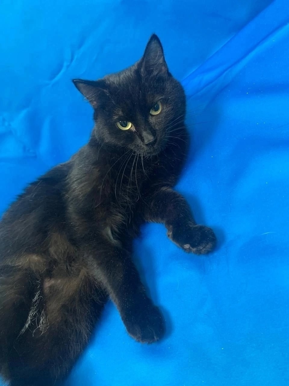 Найдена кошка в Омске — фото объявления