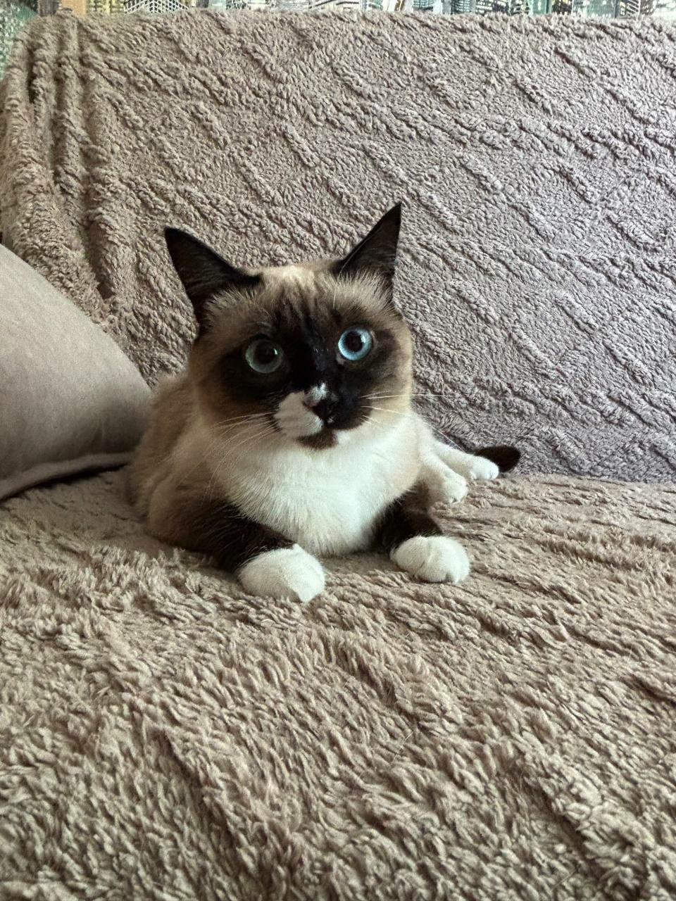 Найдена собака в Омске — фото объявления