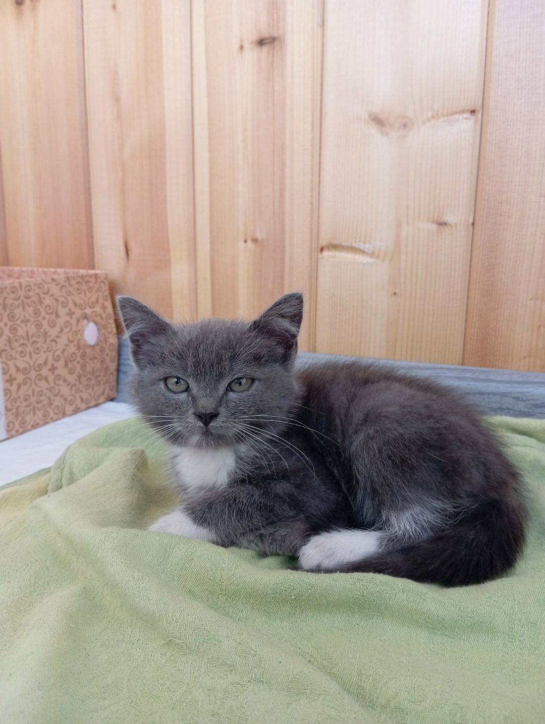 Найдена кошка в Омске — фото объявления