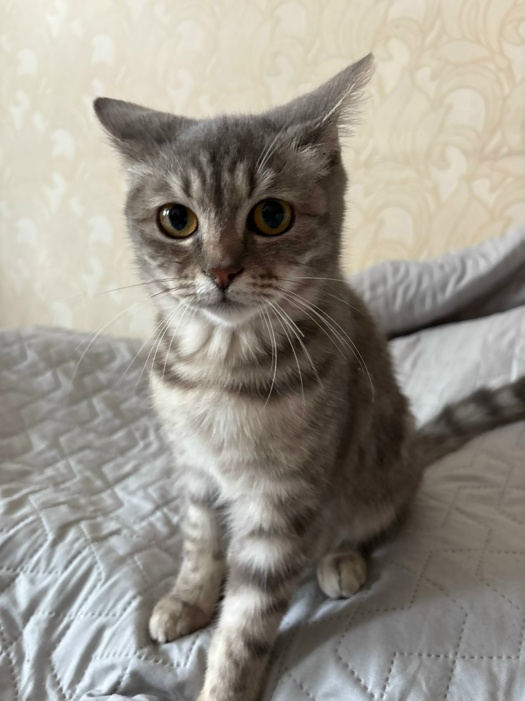 Найдена кошка в Омске — фото объявления