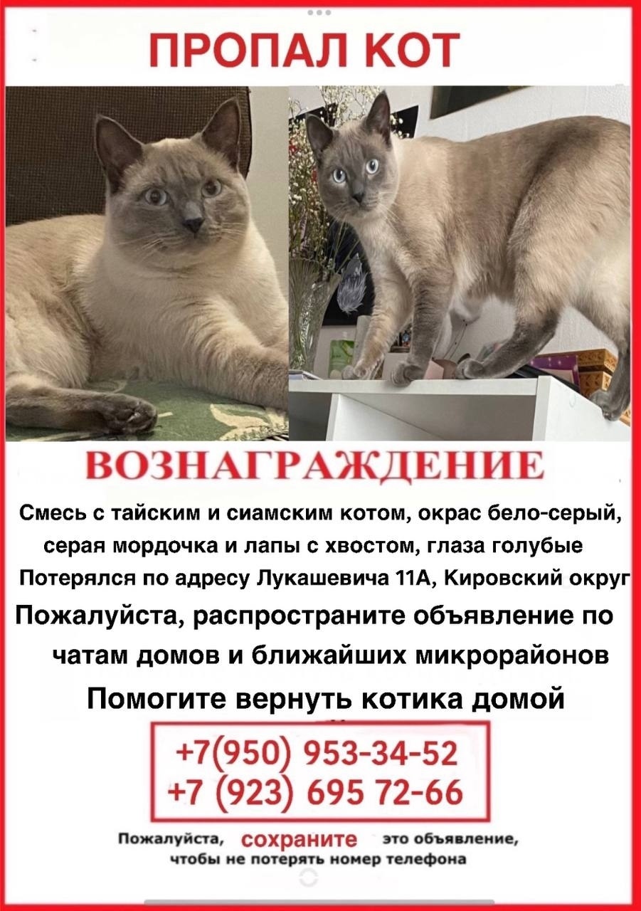 Пропала кошка в Омске — фото объявления