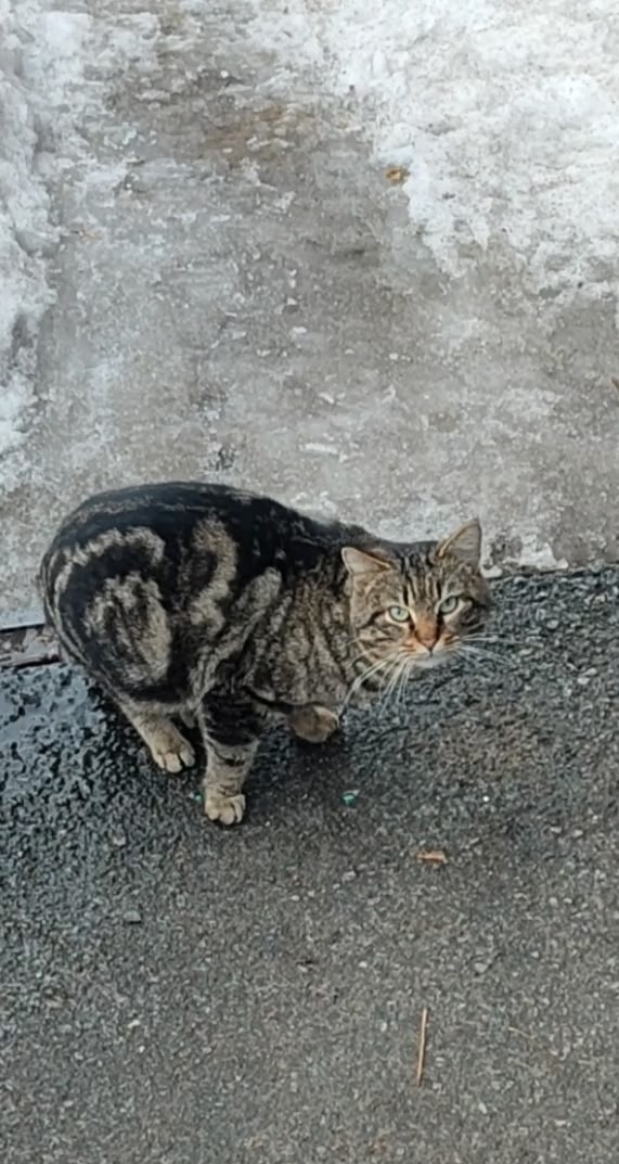 Найдена кошка в Омске — фото объявления