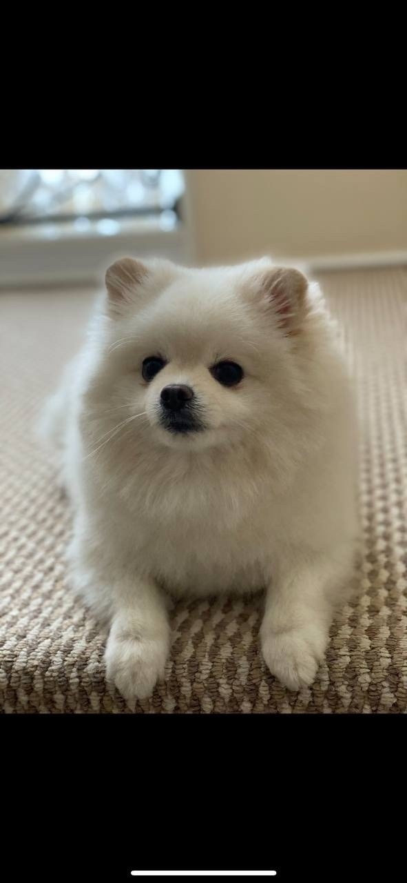 Пропала собака в Омске — фото объявления