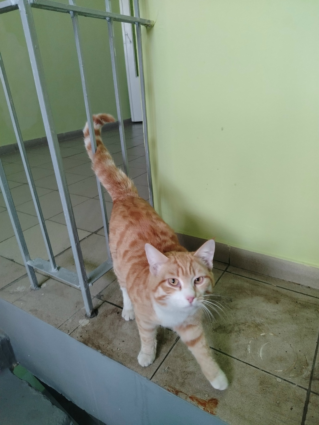 Найдена кошка в Омске — фото объявления