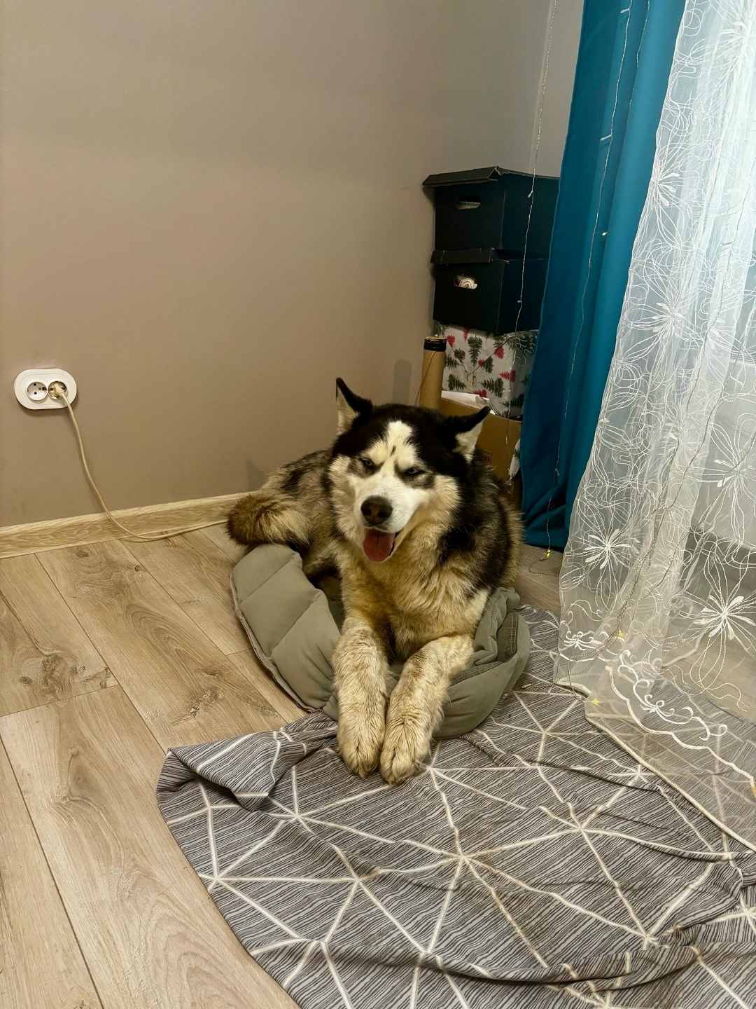 Найдена собака в Омске — фото объявления