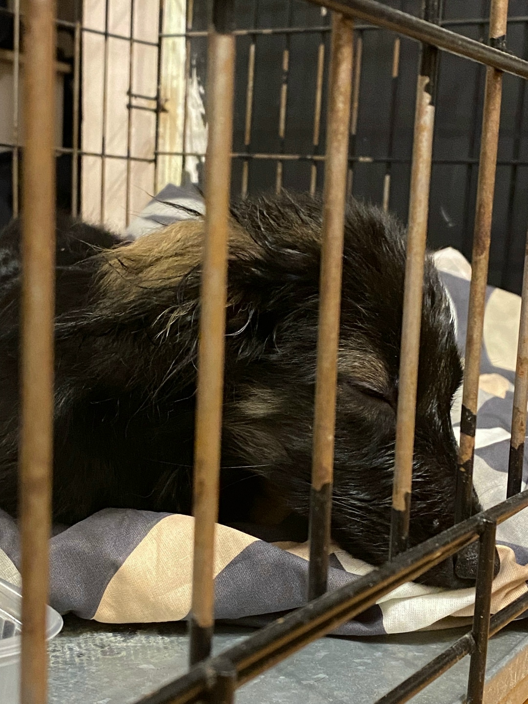 Найдена собака в Омске — фото объявления