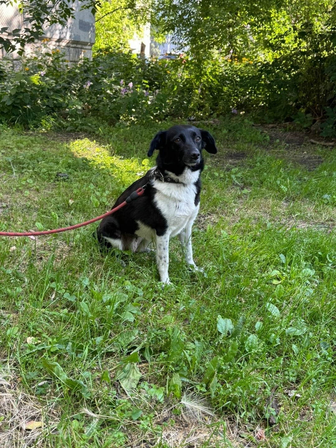 Найдена собака в Омске — фото объявления