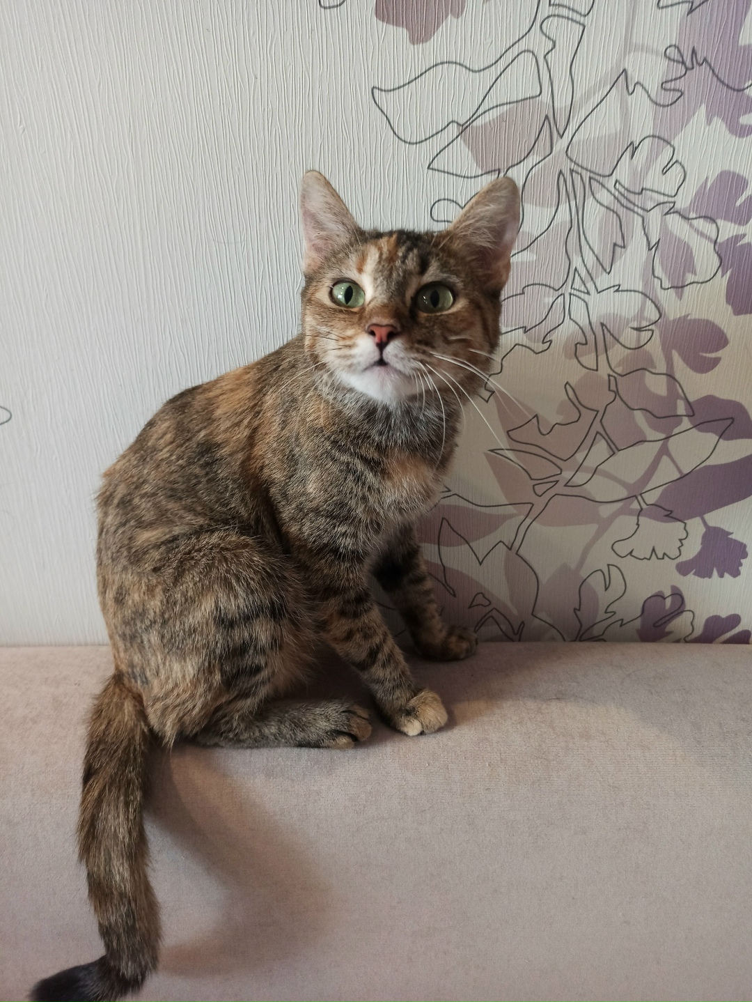 Найдена собака в Омске — фото объявления