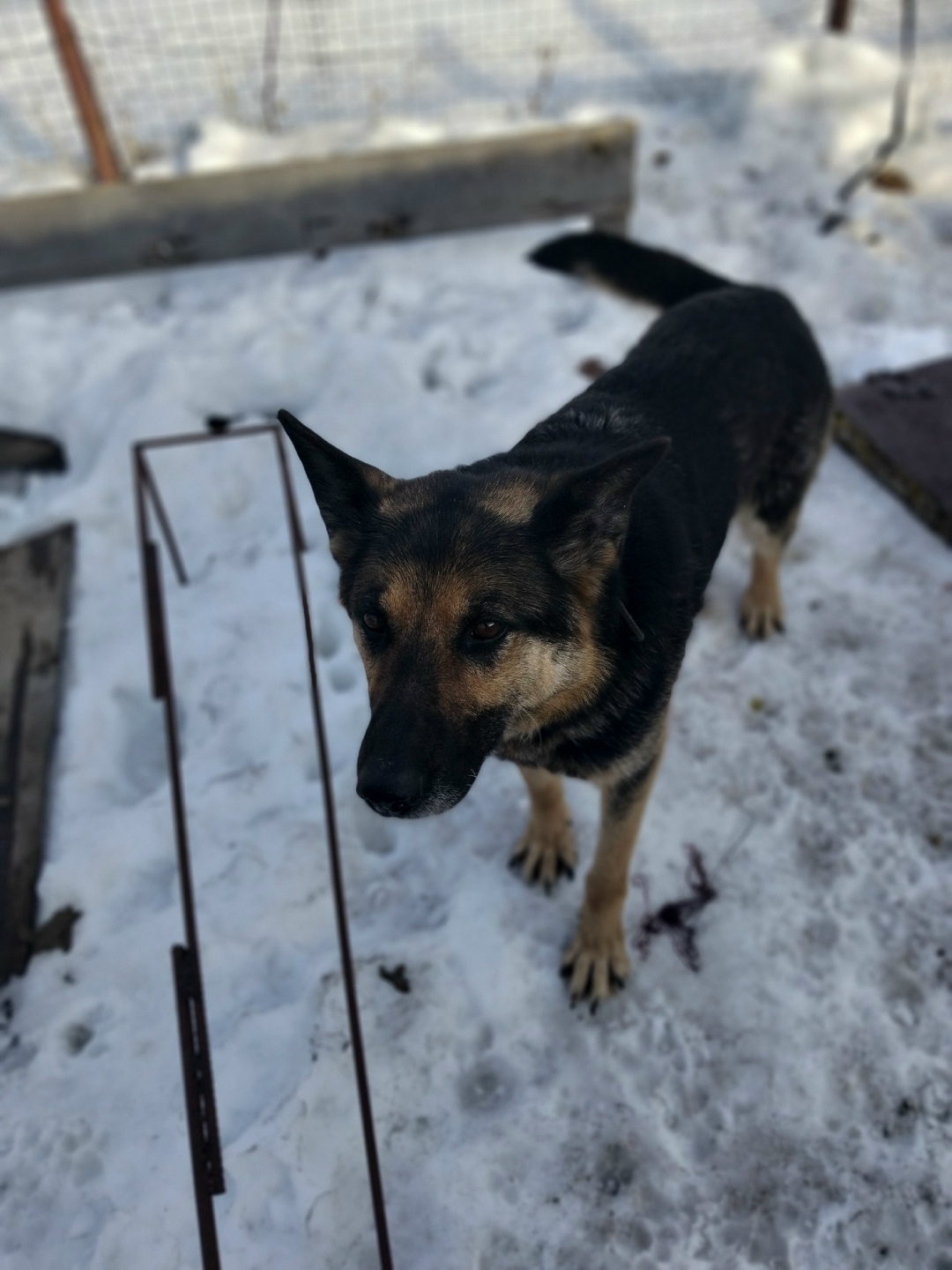 Найдена собака в Омске — фото объявления