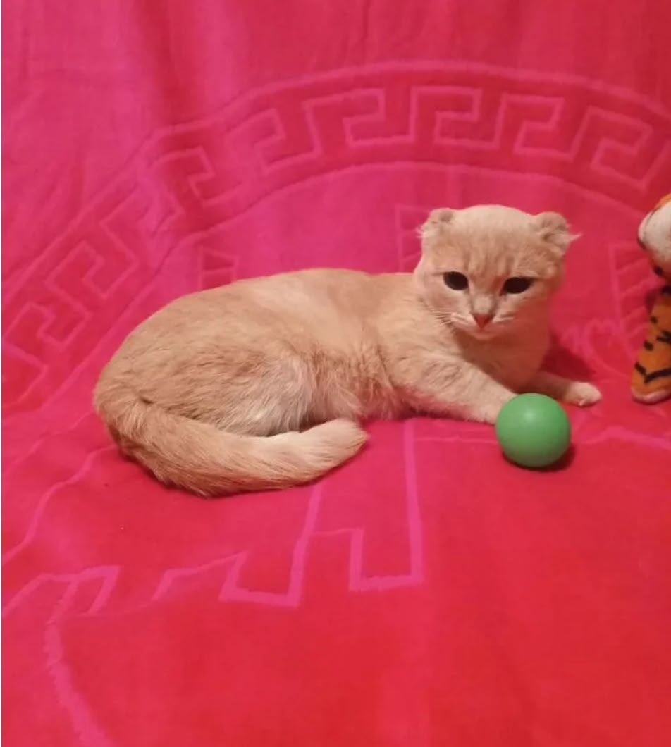 Найдена кошка в Омске — фото объявления