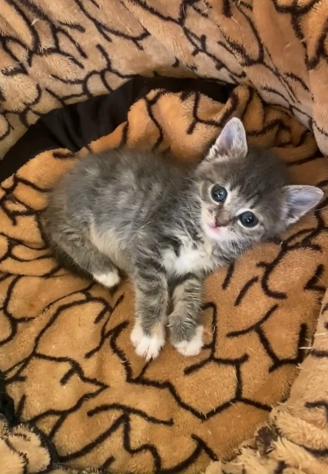 Найдена кошка в Омске — фото объявления