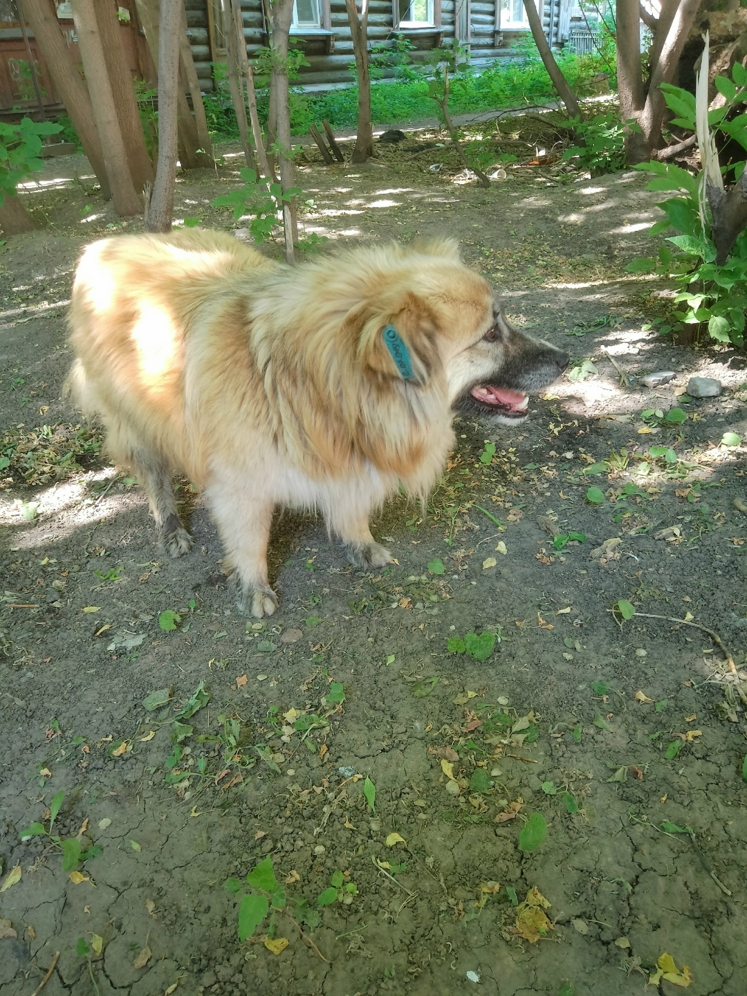 Найдена собака в Омске — фото объявления