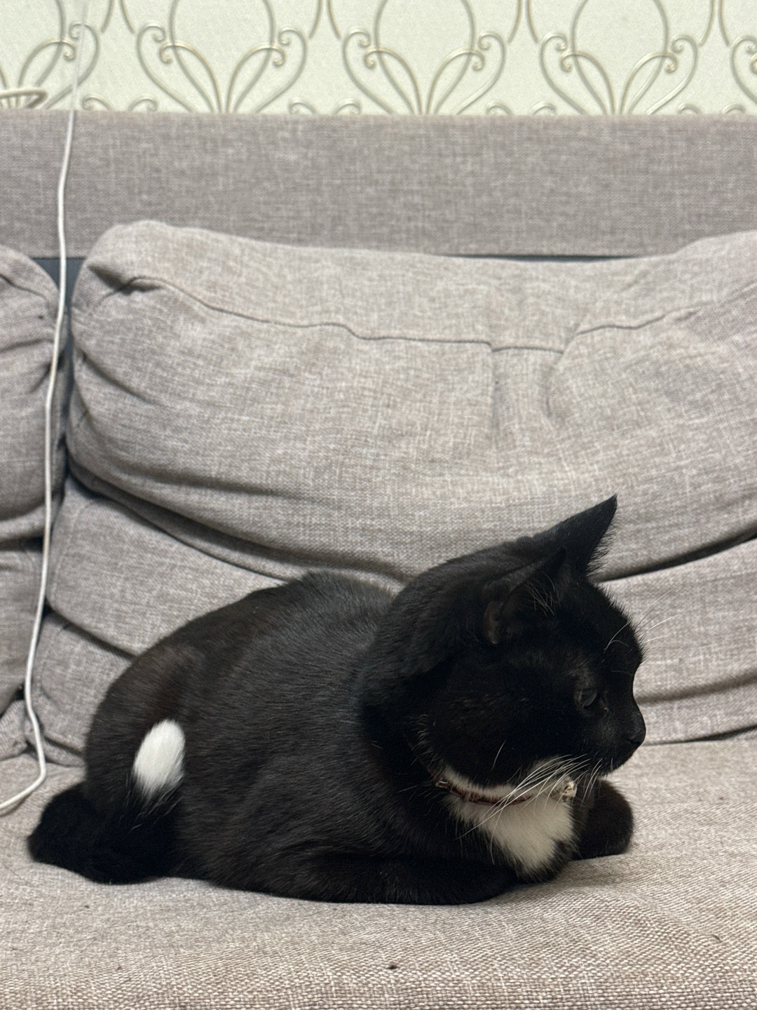 Найдена кошка в Омске — фото объявления