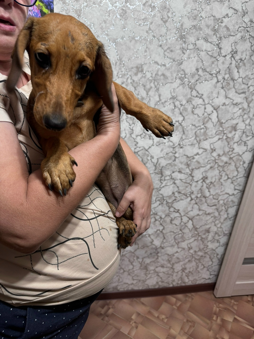 Найдена собака в Омске — фото объявления