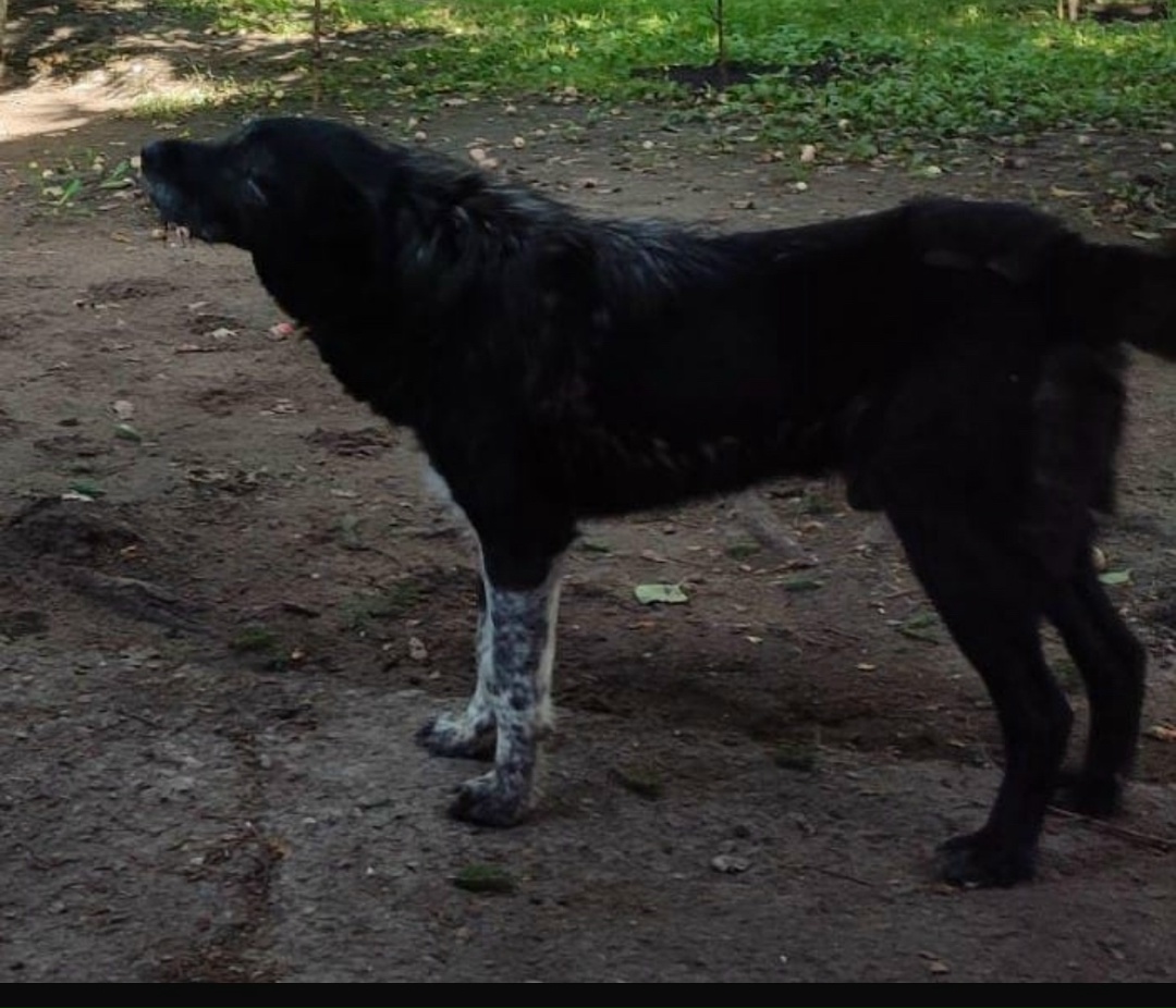 Пропала собака в Омске — фото объявления