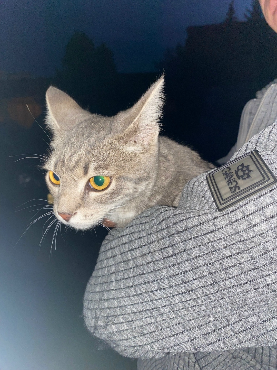 Найдена кошка в Омске — фото объявления