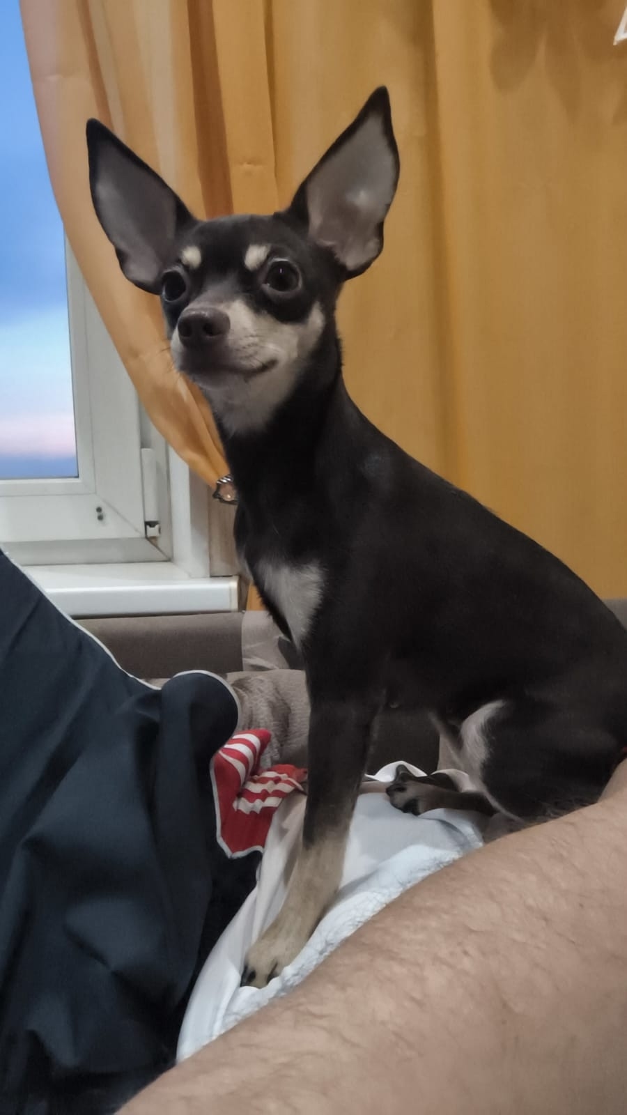 Пропала собака в Омске — фото объявления