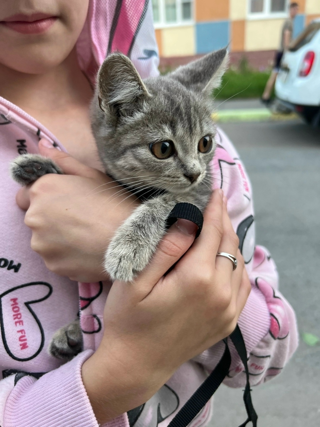 Найдена кошка в Омске — фото объявления