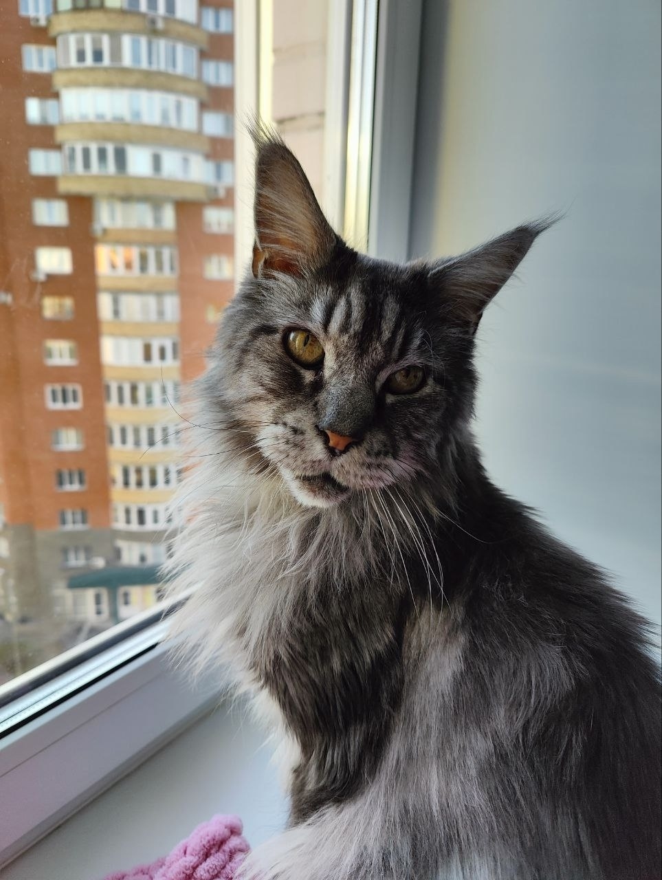 Пропала кошка в Омске — фото объявления