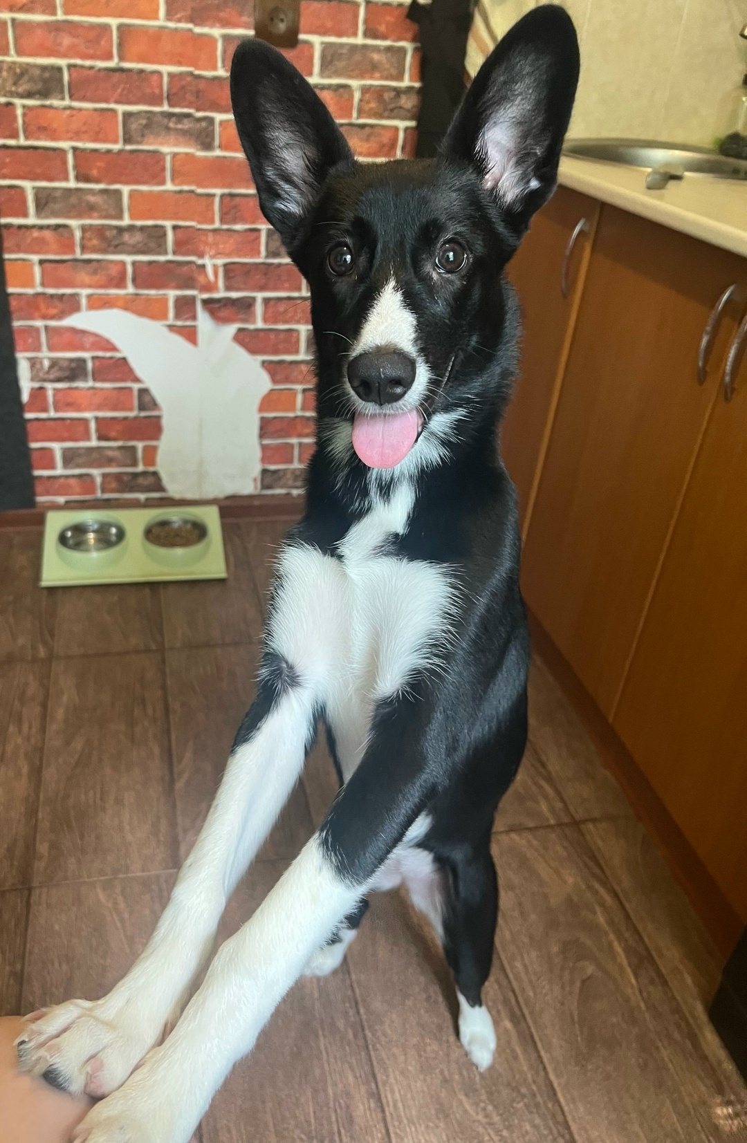 Пропала собака в Омске — фото объявления