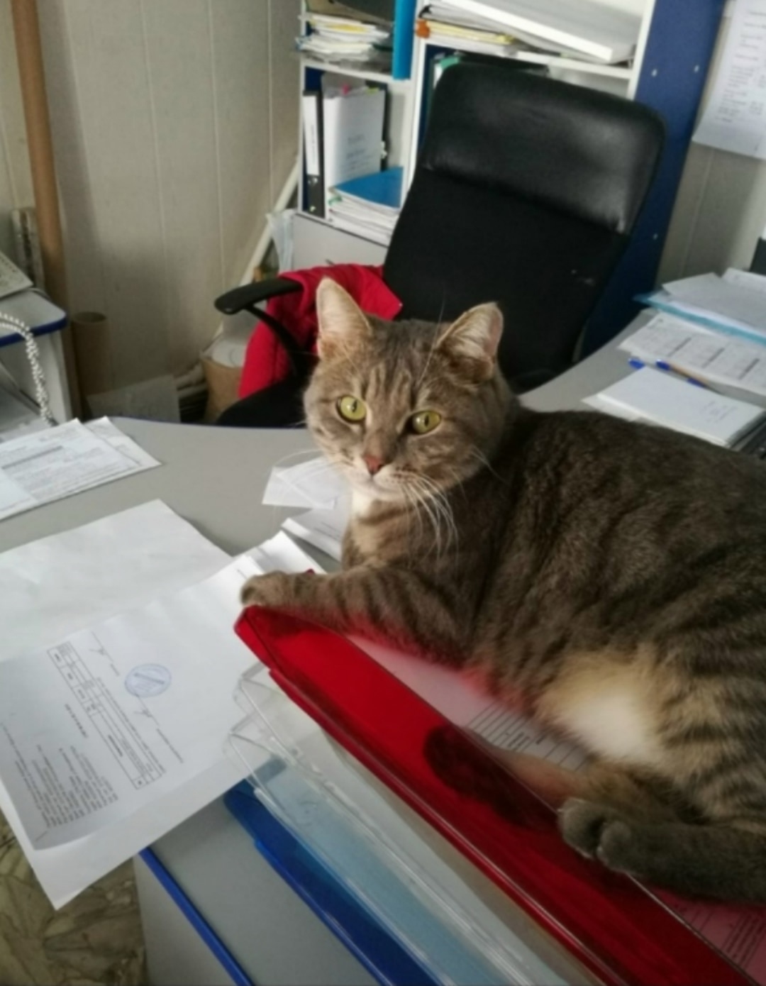 Пропала кошка в Омске — фото объявления