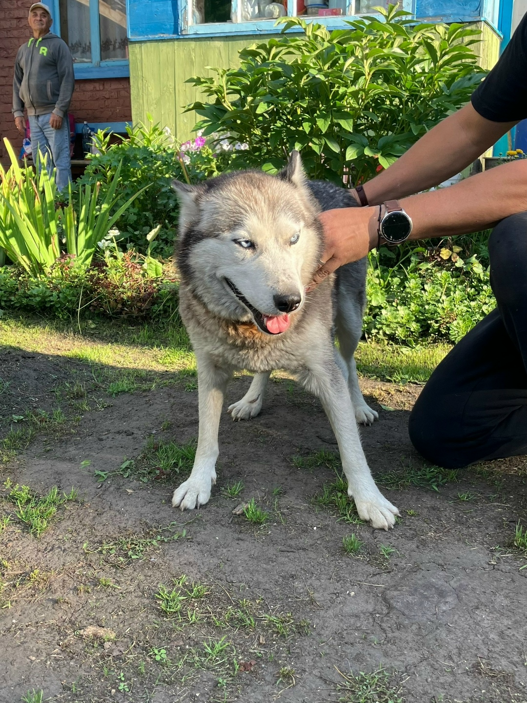 Найдена собака в Омске — фото объявления