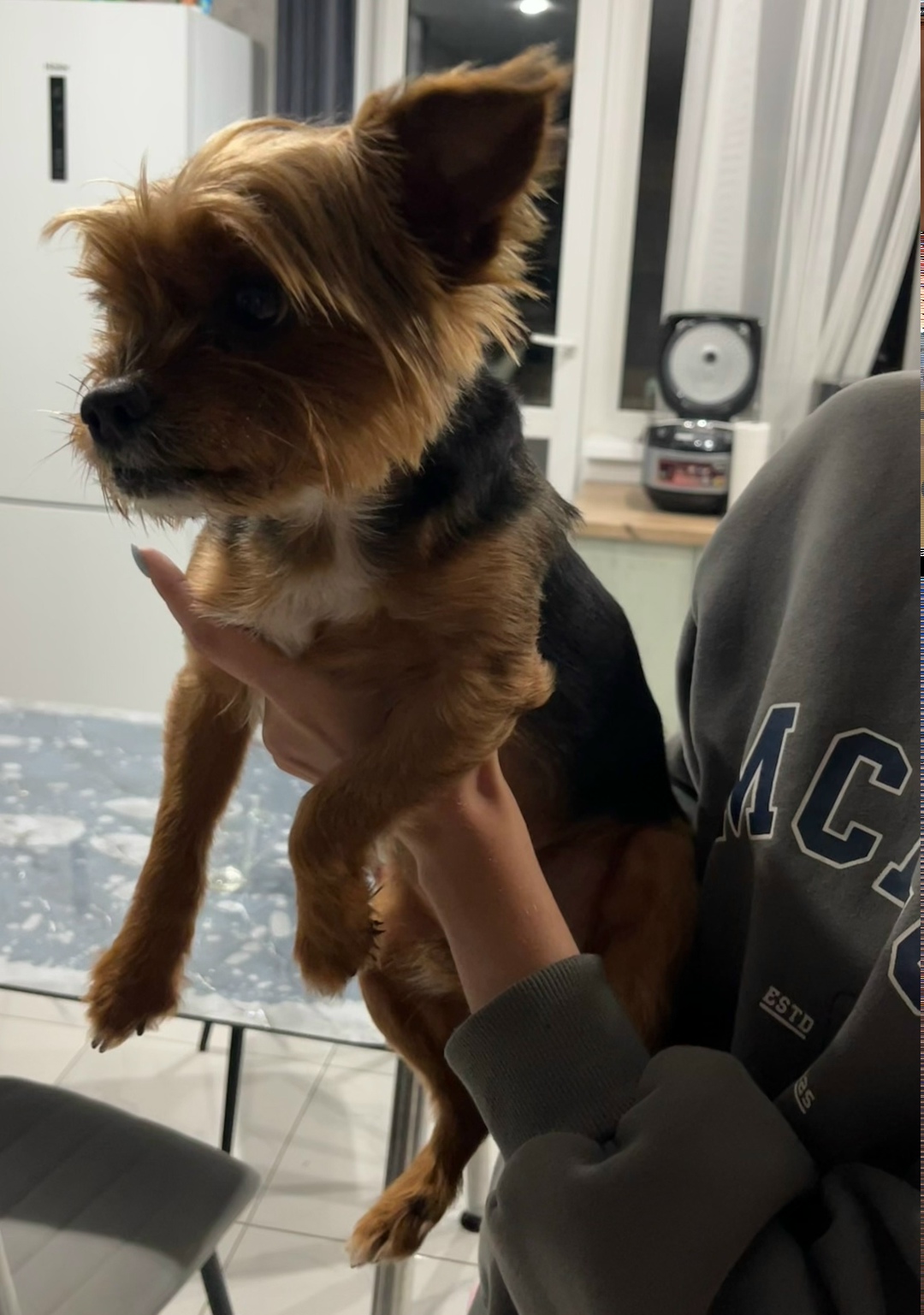 Найдена собака в Омске — фото объявления