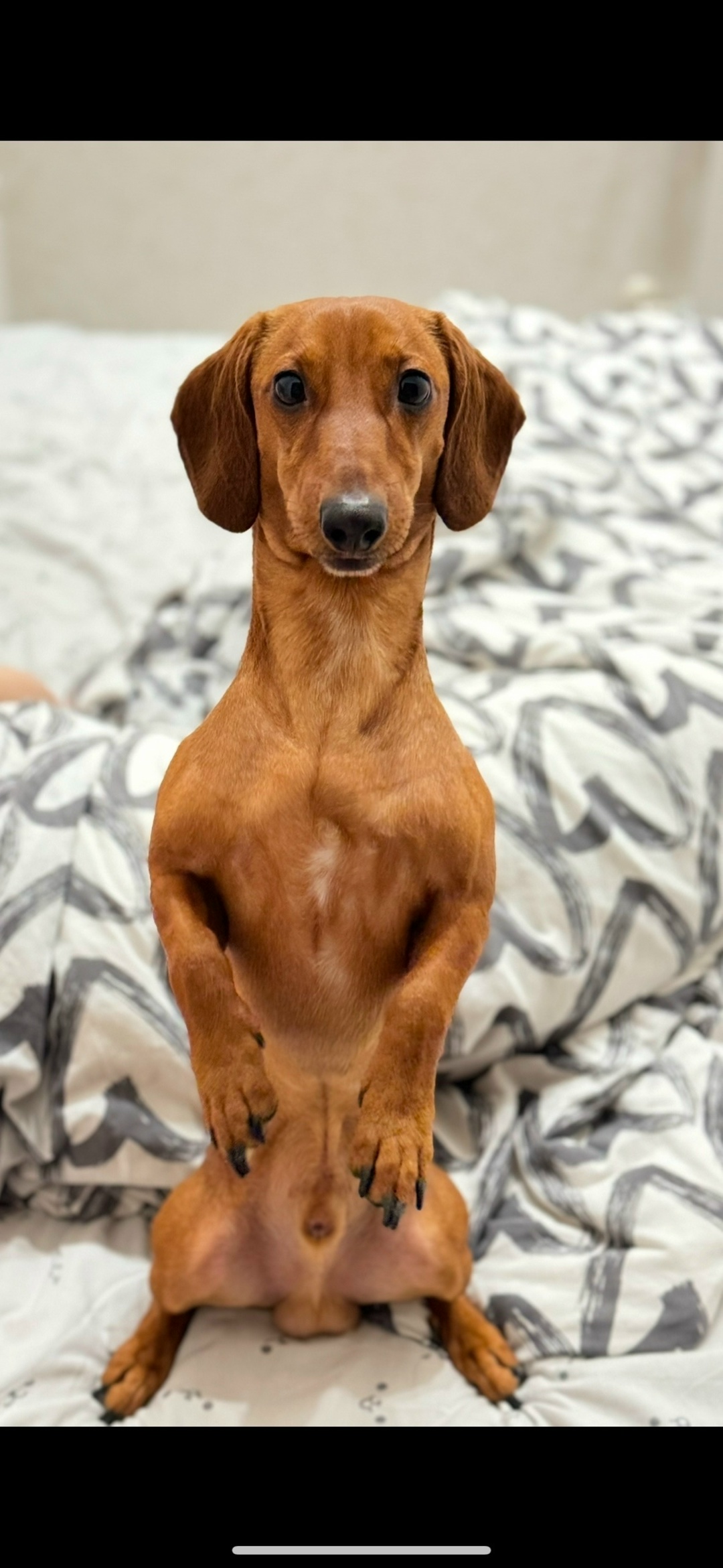 Пропала собака в Омске — фото объявления