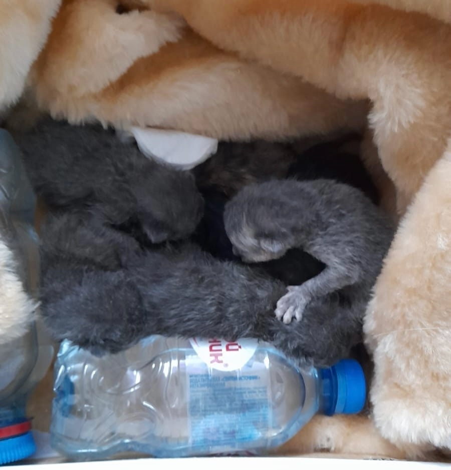 Найдена кошка в Омске — фото объявления