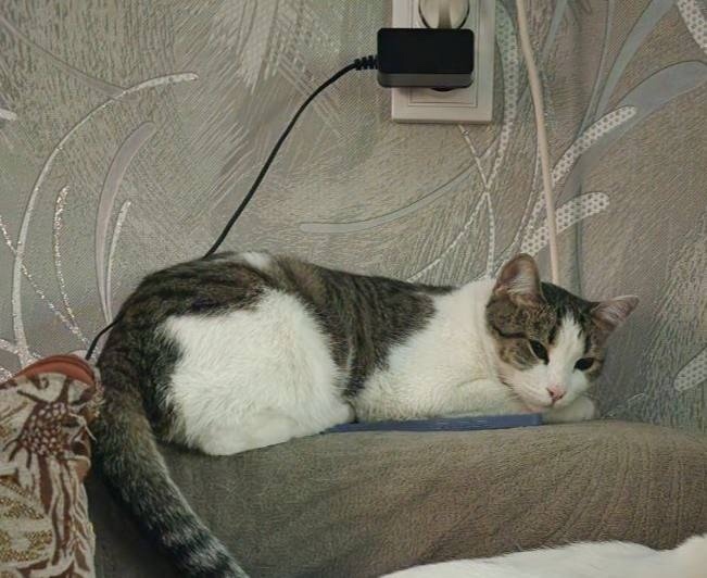 Пропала кошка в Омске — фото объявления