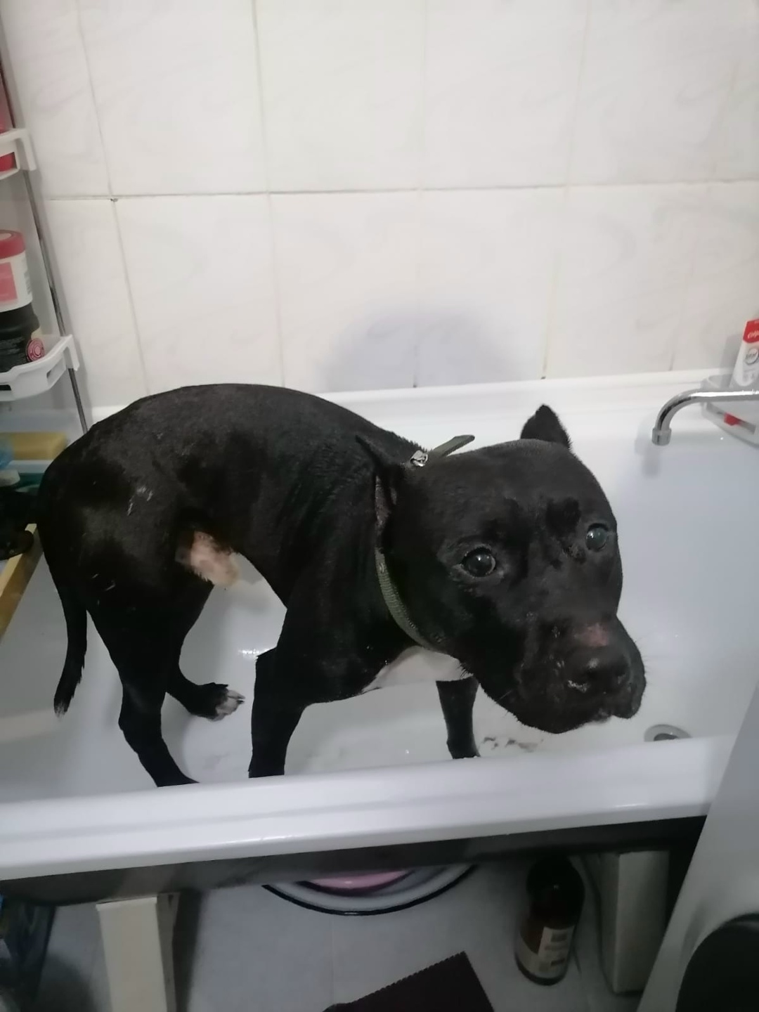 Найдена собака в Омске — фото объявления