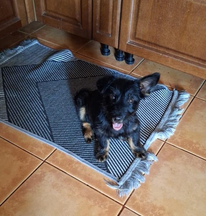 Найдена собака в Омске — фото объявления