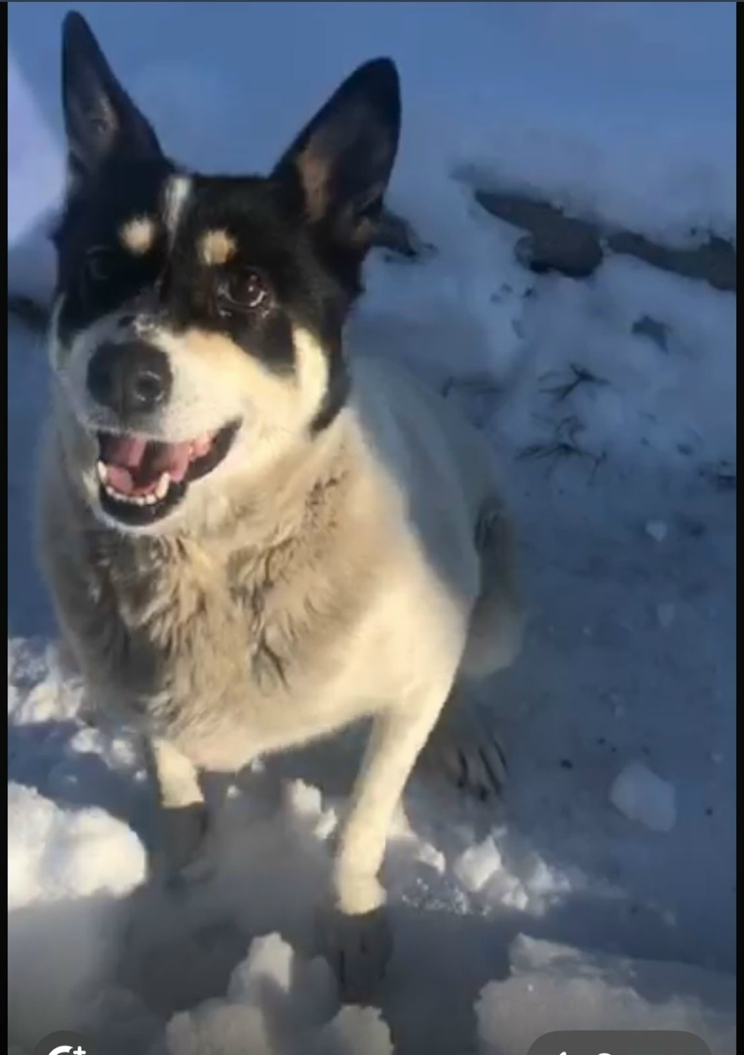 Пропала собака в Омске — фото объявления