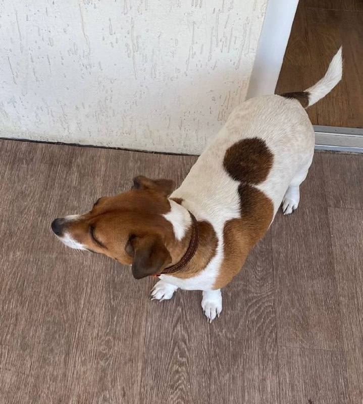 Пропала собака в Ростове-на-Дону — фото объявления