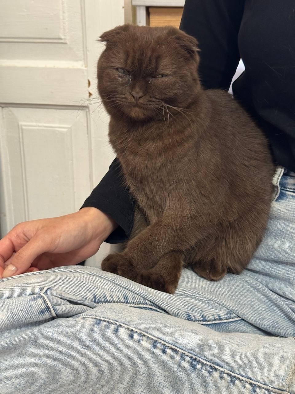 Пропала кошка в Ростове-на-Дону — фото объявления