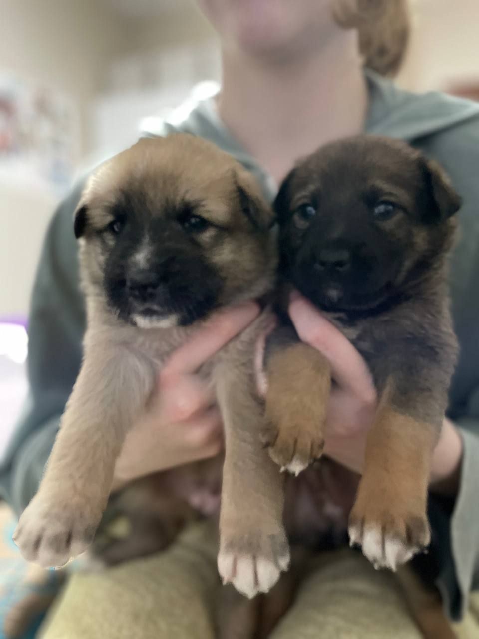 Найдена собака в Ростове-на-Дону — фото объявления