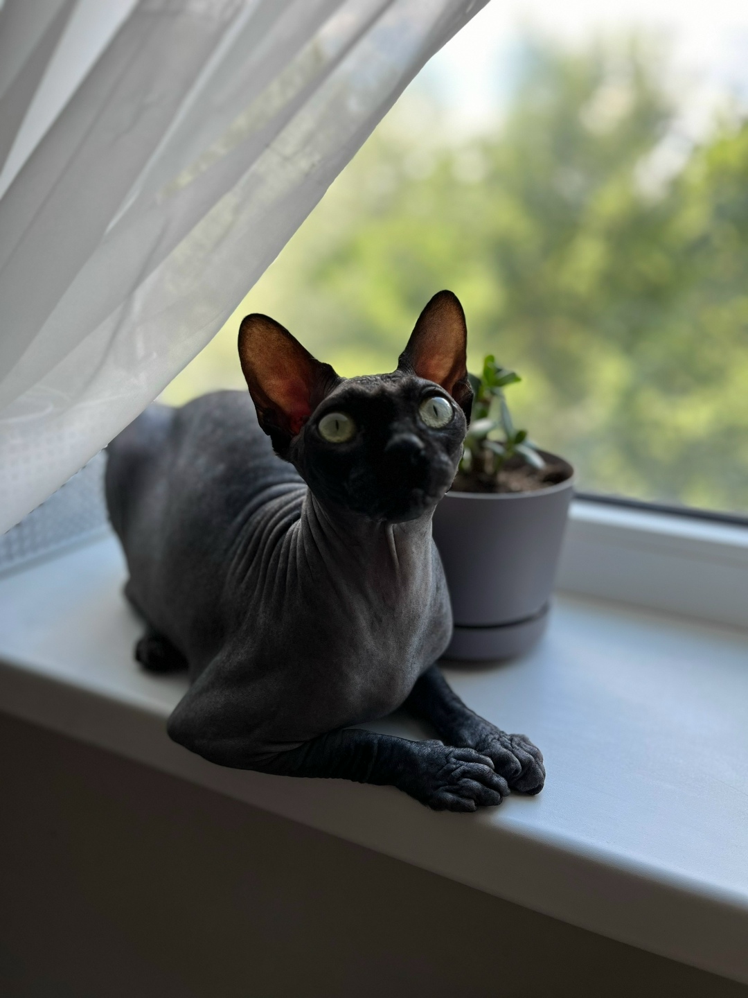 Пропала кошка в Ростове-на-Дону — фото объявления