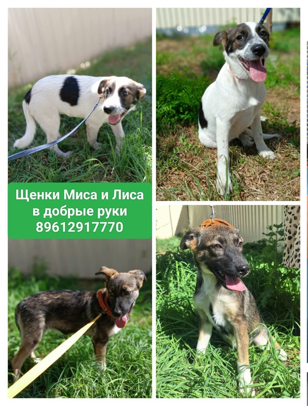 Найдена собака в Ростове-на-Дону — фото объявления