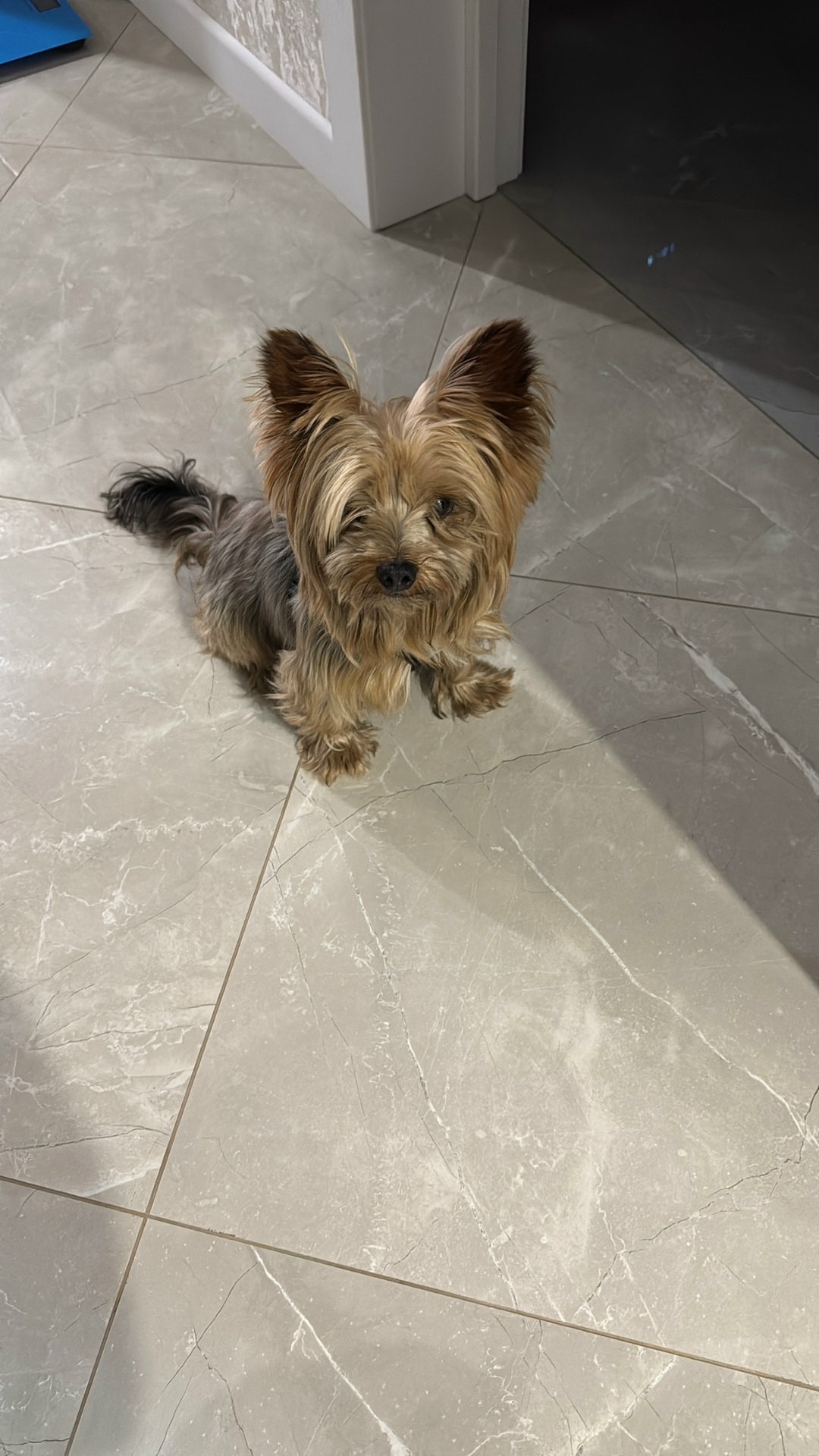 Найдена собака в Ростове-на-Дону — фото объявления