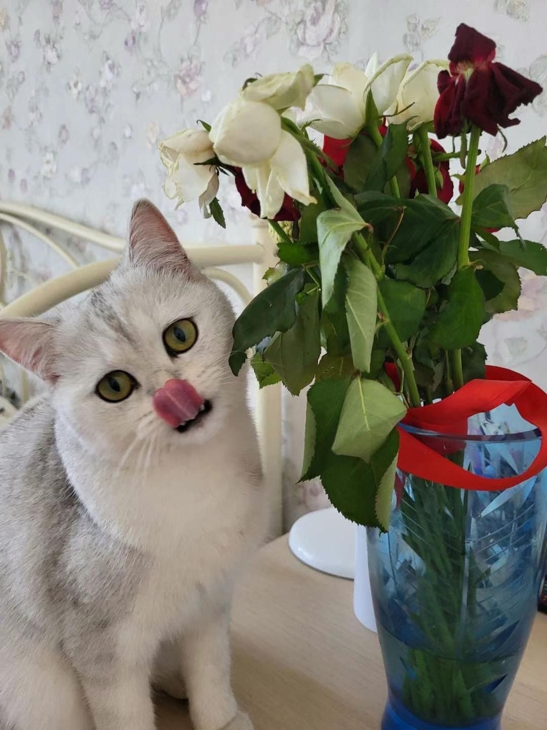 Пропала кошка в Ростове-на-Дону — фото объявления