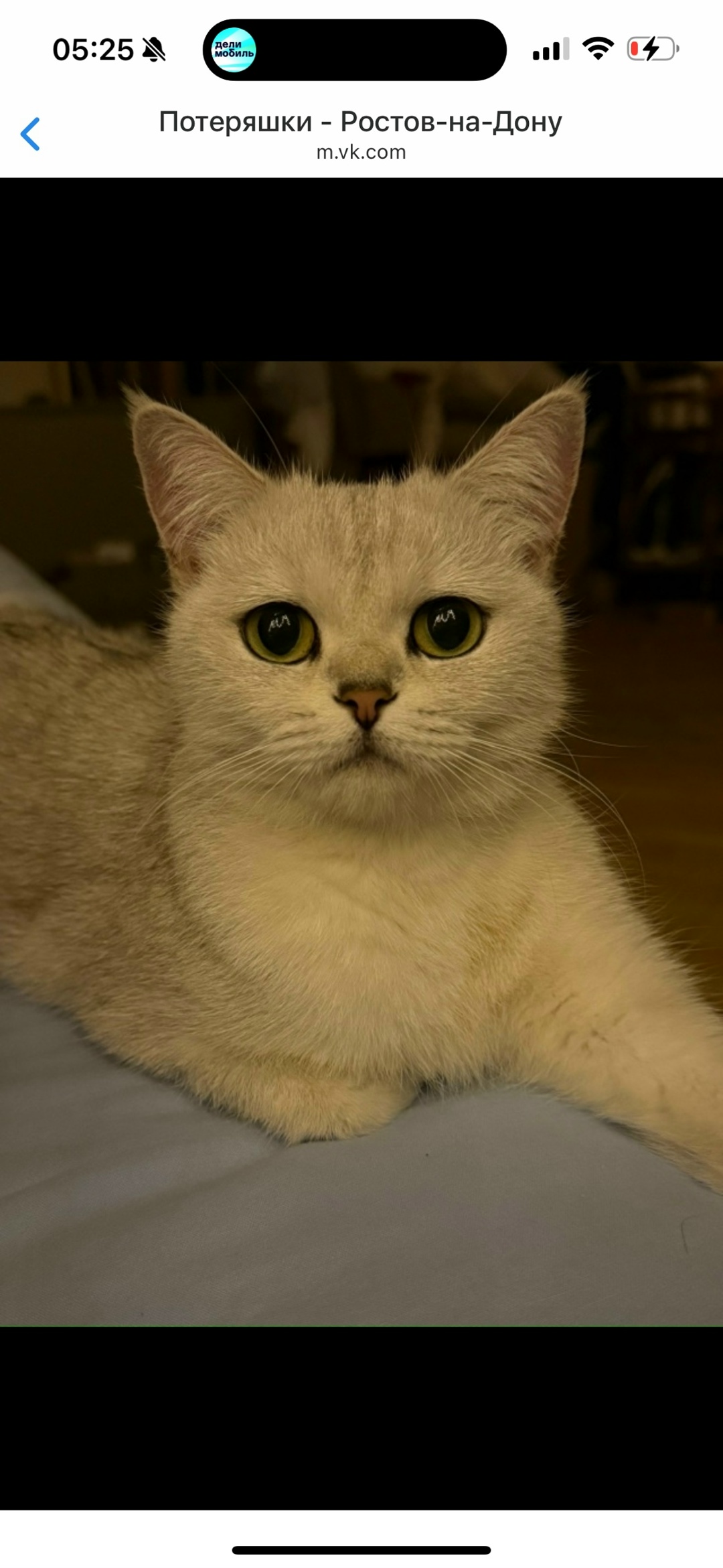 Пропала кошка в Ростове-на-Дону — фото объявления