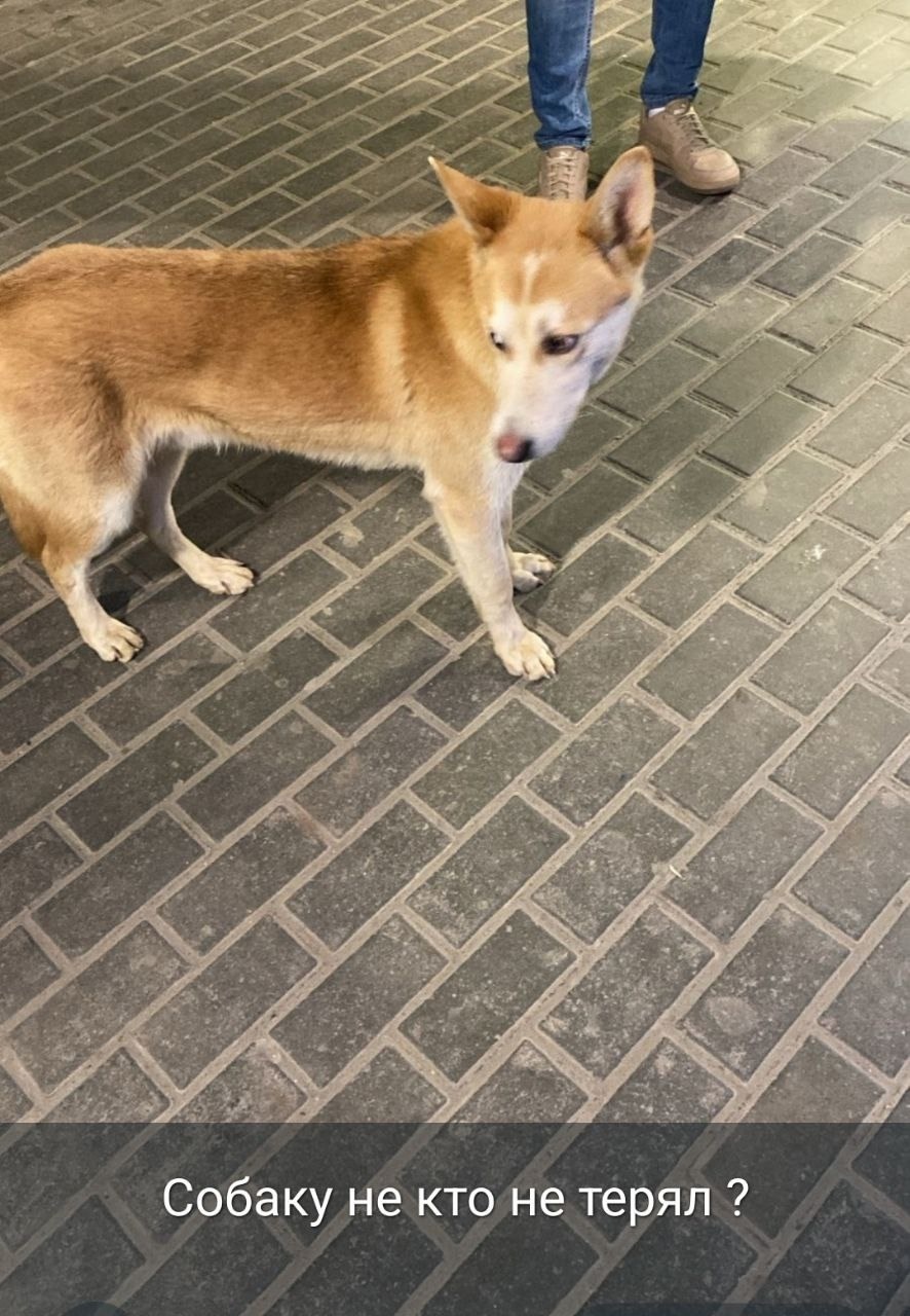 Пропала собака в Ростове-на-Дону — фото объявления