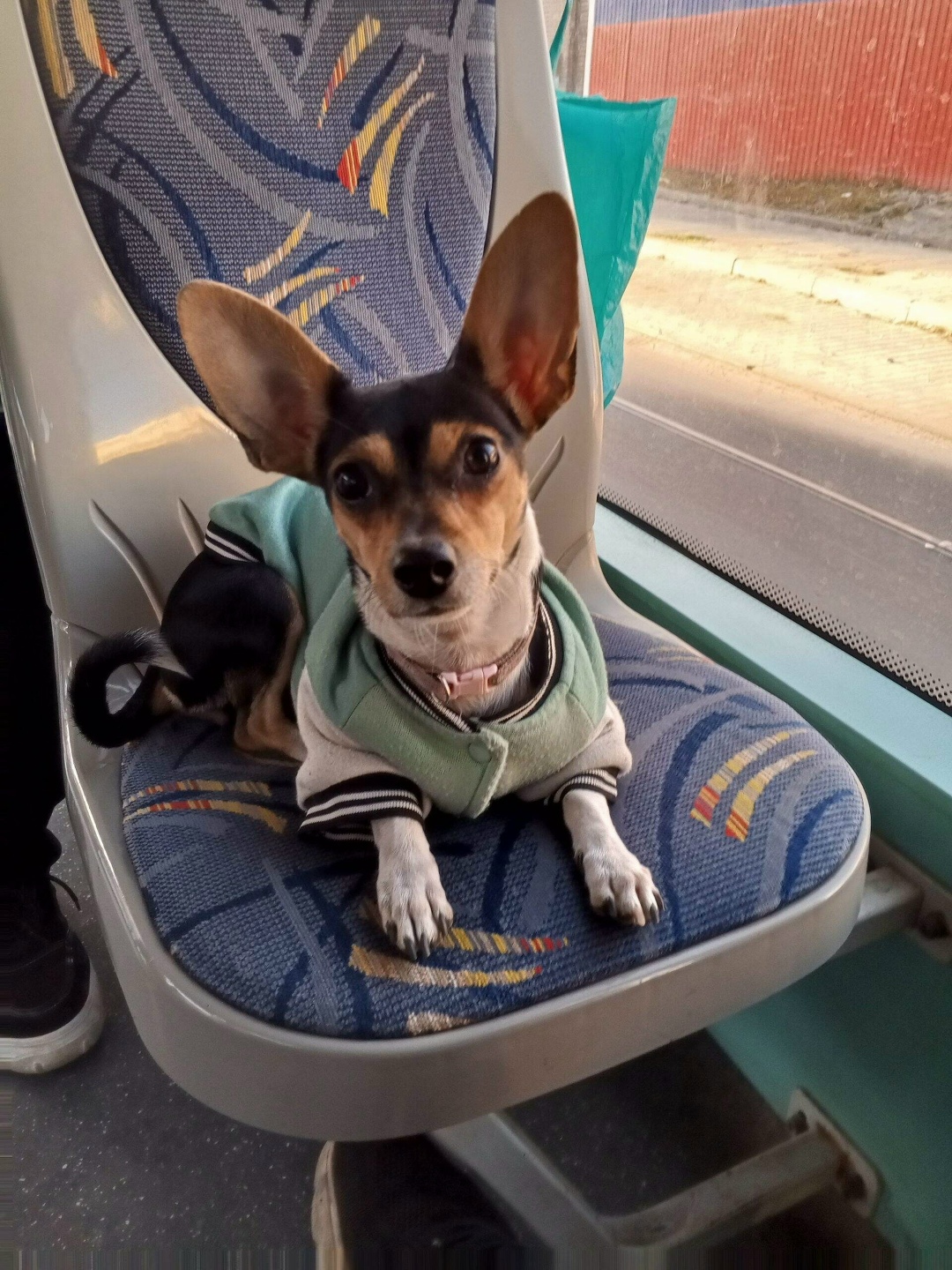 Пропала собака в Ростове-на-Дону — фото объявления