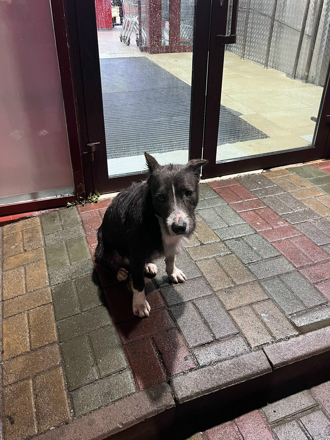 Найдена собака в Ростове-на-Дону — фото объявления