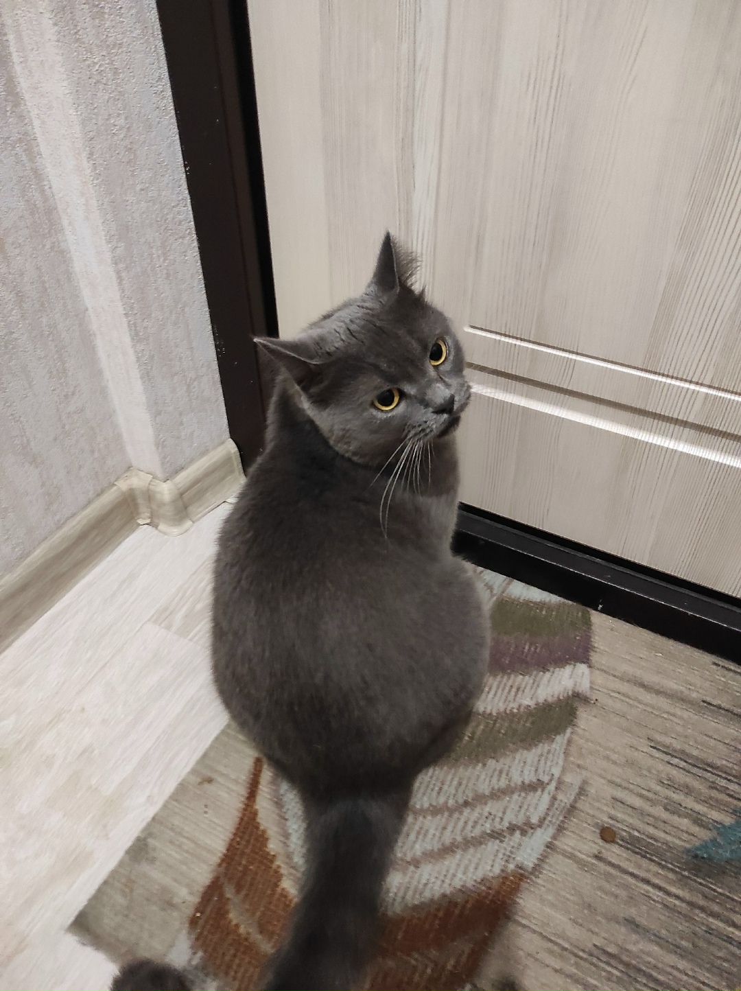 Найдена собака в Ростове-на-Дону — фото объявления