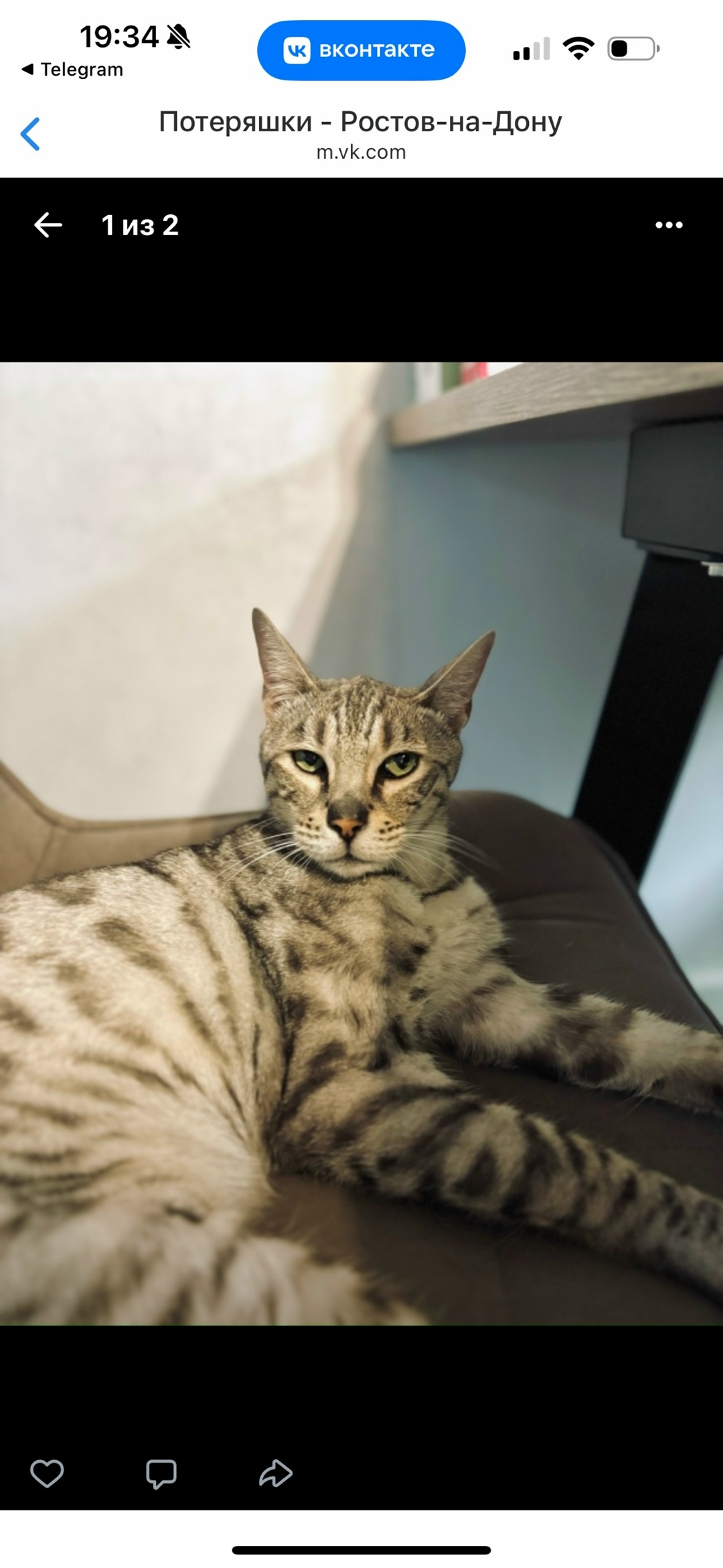 Пропала кошка в Ростове-на-Дону — фото объявления
