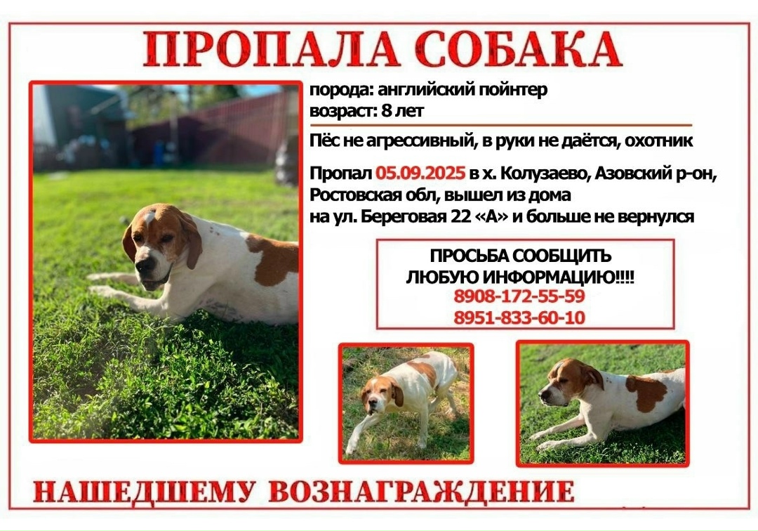Пропала собака в Ростове-на-Дону — фото объявления